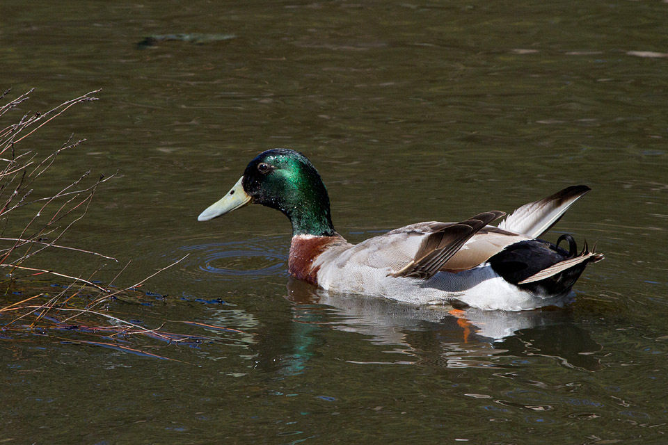 Northern Mallard (Anas platyrhynchos)